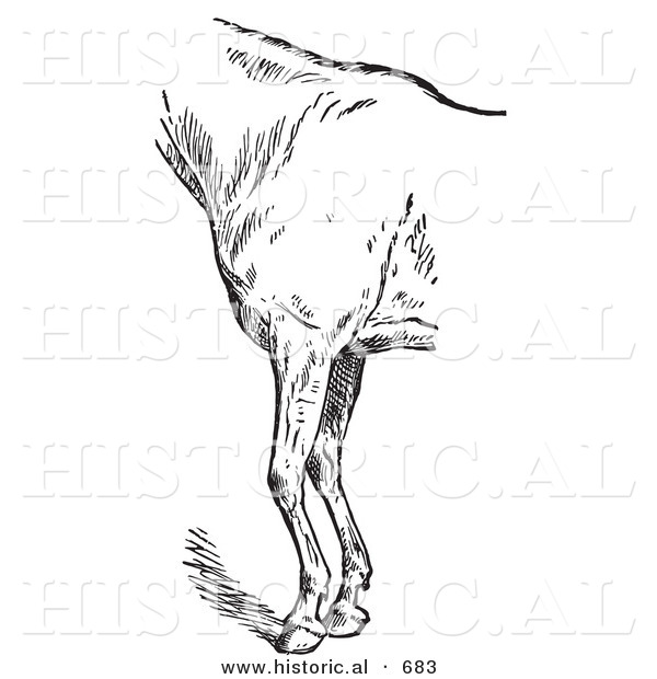 Historical Vector Illustration of Horse Anatomy Featuring the Bad Conformation of Fore Quarters from the Side - Black and White Version