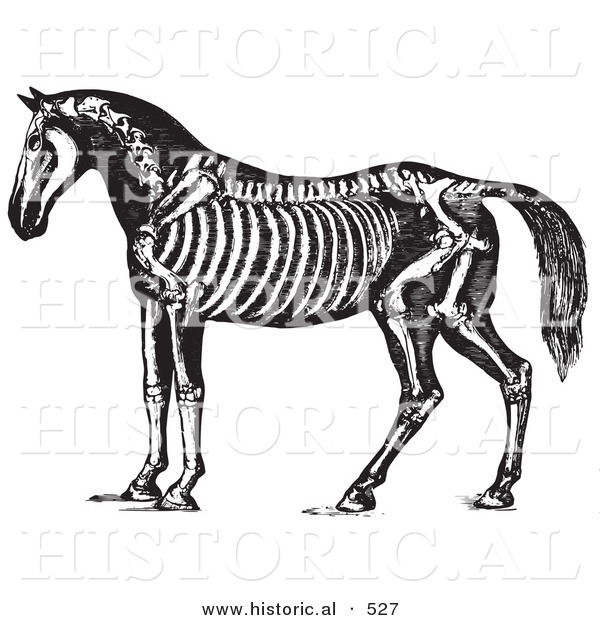 Historical Vector Illustration of Horse Anatomy Featuring the Skeleton - Black and White Version