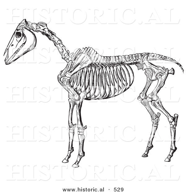 Historical Vector Illustration of Horse Anatomy Featuring the Skeleton from Side Without Flesh - Black and White Version