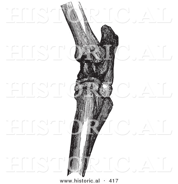 Historical Vector Illustration of Horse Hock Bones - Black and White Version