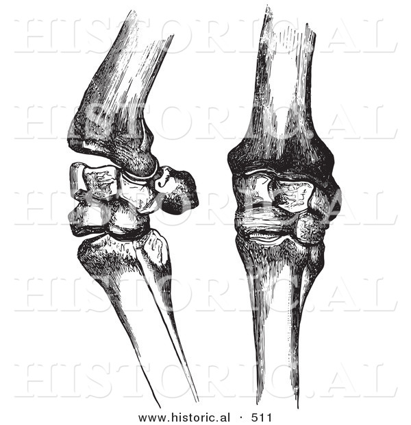Historical Vector Illustration of Horse Knee Bones and Joints - Black and White Version