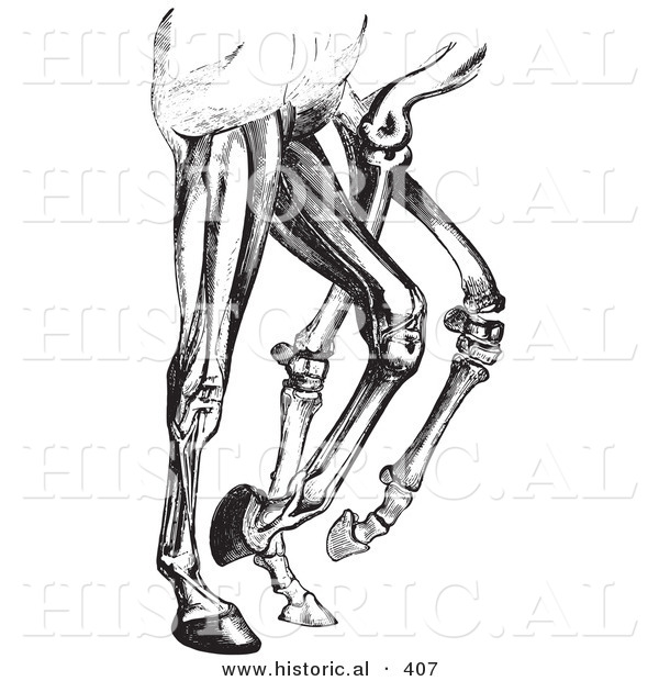 Historical Vector Illustration of Horse Leg Muscles and Bones - Black and White Version