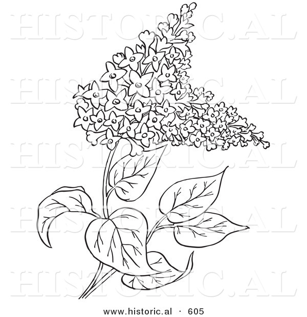 Historical Vector Illustration of Lilac Flowers - Outlined Version