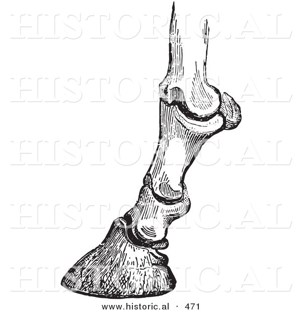 Historical Vector Illustration of the Engraved Horse Bones and Articulations of the Foot Hoof from Side View - Black and White Version