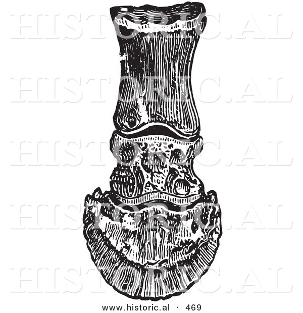 Historical Vector Illustration of the Frontal View of the Horse Bones in a Foot and Hoof - Black and White Version
