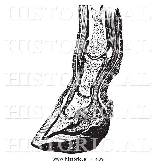 Historical Vector Illustration of the Vertical Section of a Horse's Lower Leg and Foot Hoof - Black and White Version
