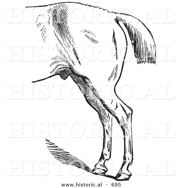 Historical Vector of a Horse's Anatomy with Bad Hind Quarters - Black and White Version