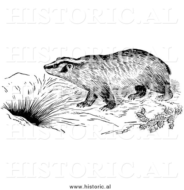 Illustration of a Badger by a Den - Black and White