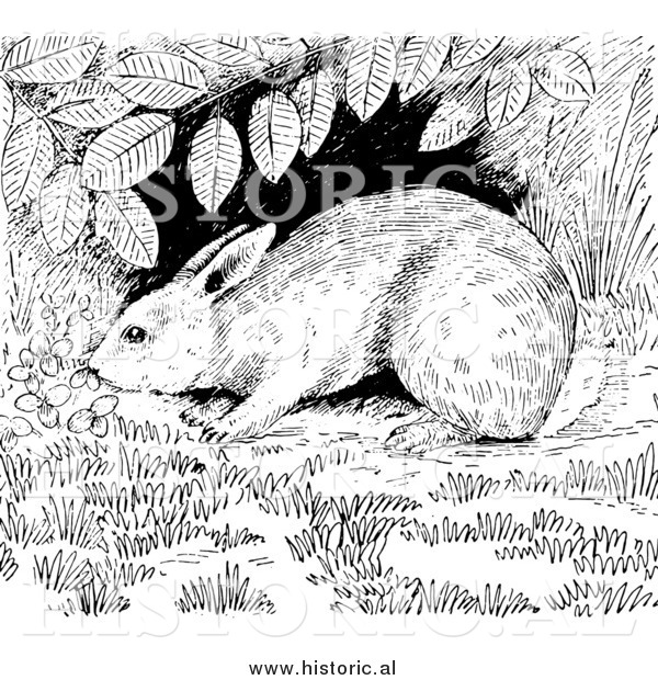 Illustration of a Cottontail Rabbit Sniffing Around Under a Shrub - Black and White