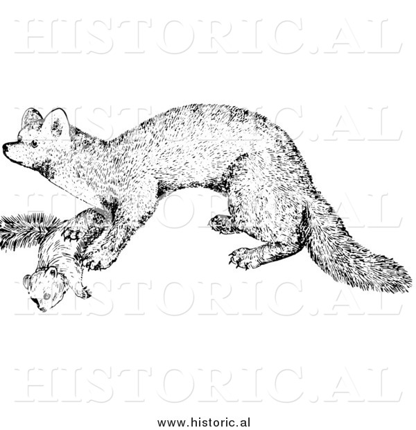 Illustration of a Marten - Black and White