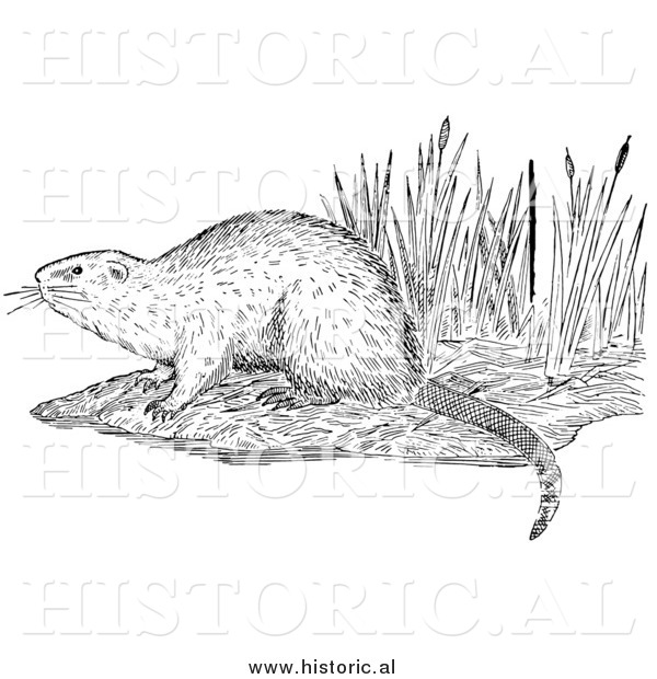 Illustration of a Muskrat on a Shore - Black and White