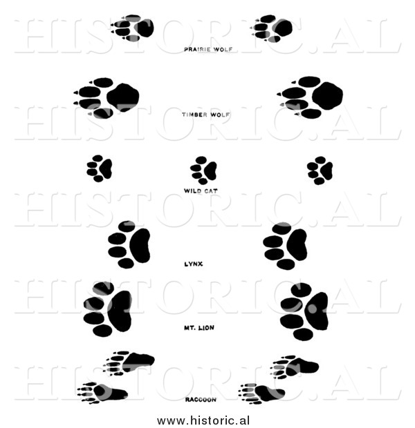Illustration of a Raccoon, Wolf, and Wildcat Tracks - Black and White