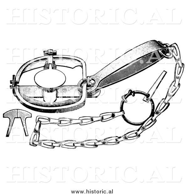 Illustration of a Steel Trap to Catch Muskrats, Minks, Skunks, and Raccoons - Black and White