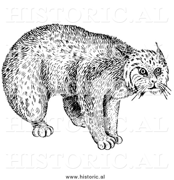 Illustration of a Still Bobcat Staring - Black and White