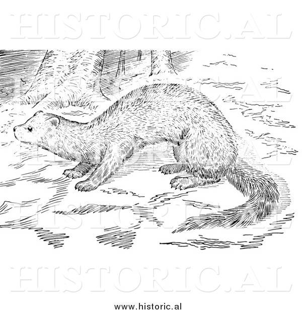 Illustration of a Wild Fisher in the Woods - Black and White