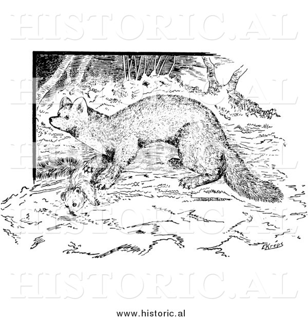Illustration of a Wild Marten - Black and White