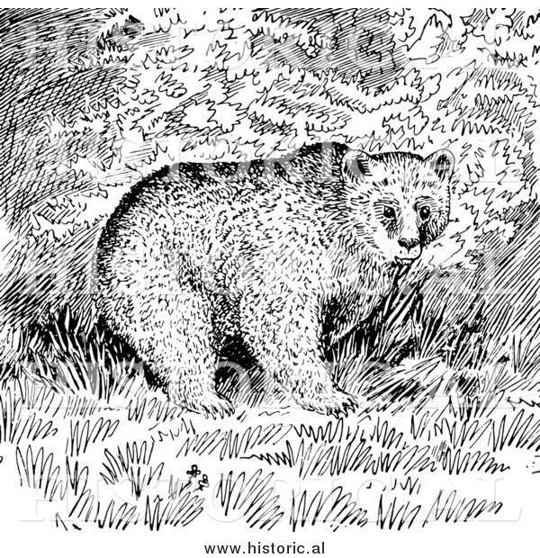 Illustration of Trees Behind Grizzly Bear - Black and White