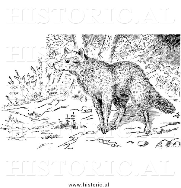 Illustration of Wolf in a Forest - Black and White