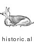 Clipart of a Trussed Rabbit Ready for Roasting - Black and White Line Drawing by Picsburg