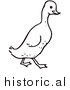 Clipart of a Walking Duck - Black and White Drawing by JVPD
