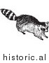 Clipart of a Young Raccoon - Black and White by Picsburg