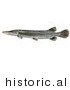 Historical Illustration of a Alligator Gar Fish (Atractosteus Spathula) by JVPD