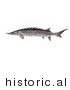 Historical Illustration of a Atlantic Sturgeon Fish (Acipenser Oxyrhynchus) by JVPD
