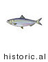 Historical Illustration of a Blueback Herring Fish (Alosa Aestivalis) by JVPD