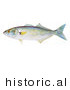 Historical Illustration of a Bluefish (Pomatomous Saltator) by JVPD