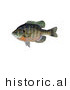 Historical Illustration of a Bluegill Fish (Lepomis Macrochirus) by JVPD