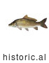 Historical Illustration of a Common Carp or European Carp Fish (Cyprinus Carpio) by JVPD
