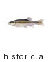 Historical Illustration of a Creek Chub Minnow Fish (Semotilus Atromaculatus) by JVPD