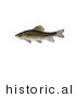 Historical Illustration of a Creek Chubsucker Fish (Erimyzon Oblongus) by JVPD