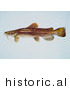 Historical Illustration of a Flathead Catfish (Pylodictis Olivaris) by JVPD