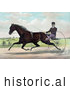 Historical Illustration of a Horse, Champion Pacer Johnston, by Bashaw Golddust, Raced by Peter V. Johnston by JVPD