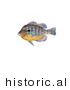 Historical Illustration of a Longear Sunfish (Lepomis Megalotis) by JVPD