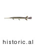 Historical Illustration of a Longnose Gar Fish (lepisosteus Osseus) by JVPD