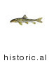 Historical Illustration of a Northern Hogsucker Fish (Hypentelium Nigricans) by JVPD