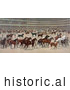 Historical Illustration of a Parade of Beautiful Horses at a National Horse Show by Picsburg