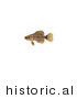 Historical Illustration of a Pygmy Sunfish (Elassoma Sp) by JVPD