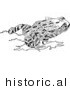 Historical Illustration of a Red-Legged Frog - Black and White Version by Picsburg