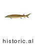 Historical Illustration of a Shortnose Sturgeon Fish (Acipenser Brevirostrum) by JVPD