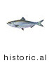 Historical Illustration of a Skipjack Herring Fish (Alosa Chrysochloris) by JVPD