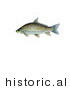 Historical Illustration of a Smallmouth Buffalo Fish (Ictiobus Bubalus) by JVPD