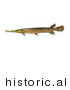 Historical Illustration of a Spotted Gar (Lepisosteus Oculatus) by Picsburg