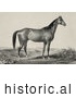 Historical Illustration of a Strong Horse Standing and Facing to the Right by Picsburg