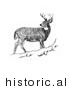 Historical Illustration of a White-tailed Deer Looking Back While Standing Still on a Hill - Black and White Version by Picsburg