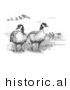 Historical Illustration of Aleutian Canada Geese (Branta Canadensis Leucognaphalus) - Black and White Version by Picsburg