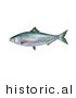 Historical Illustration of an Alabama Shad Fish (Alosa Alabamae) by JVPD