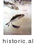 Historical Illustration of Bluefish Feeding on Smaller Fish by JVPD